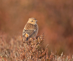 Stonechat (f) - Saxicola rubicola