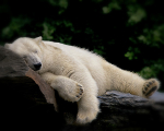 Sleepy Bear