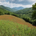 Poppies (Papaver rhoeas) as a weed of cultivation. 