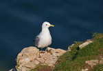 Kittiwake
