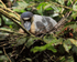 Boat-billed Heron on nest, Tortuguero, Costa Rica