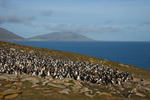 Rockhopper Penguin colony
