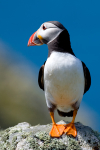 Puffin