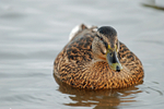 Mallard
