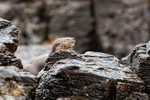 Marine Otter head above rocks, Chanaral Island, Chile