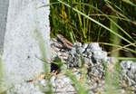 Common Wall Lizard