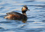 Black-necked Grebe portfolio