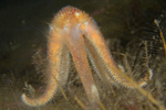 Asterias rubens spawning