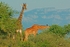 Giraffes - Klaserie, South Africa
