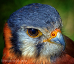 Kestrel Eye