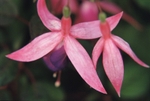 Fuscia America
