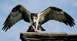 Osprey _0026