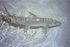 Wild Bonefish.