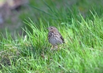 Tree Pipit