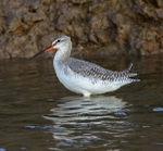 Spotted Redshank