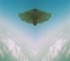 Moth