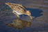 Snipe (Gallinago gallinago) feeding