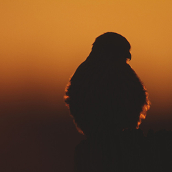 Kestrel perched on a post