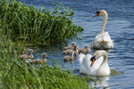 Mute Swans & Cygnets - Broad Water 2020 - No.8