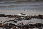 Turnstone