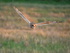 November 2023 - Short-eared Owl