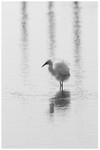 Little Egret at Thornham Staithes