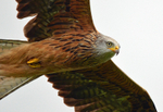 Red Kite