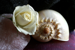 Flowers Set 05 - 06
