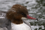 Goosander (female) close-up