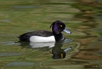 Tufted Duck