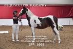 BPP_1668