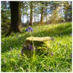 The Bluebells, Portglenone Forest (IMG0460)