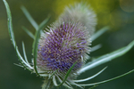 Buchan Park - 17