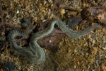 Phyllodoce mucosa
