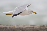 Ring-billed Gull