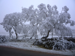 Hoar frost on New Years Day 2009.