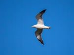Herring Gull