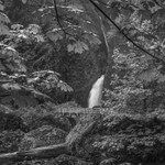 Bridge at Wahclella Falls - Mono