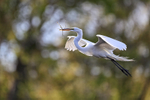 Great Egret returning to island, Venice Rookery