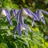 Alpine Clematis (Clematis alpina)