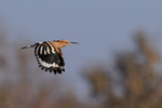 Eurasian Hoopoe in flight, Panna, Madhya Pradesh, India