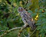 Long-eared Owl - Asio ...