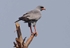 Dark Chanting Goshawk