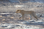 Leopard Walking 2