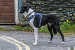 Derwentwater-739