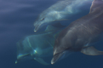 Dauphins communs