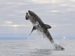 Great White Shark breach (frame 2), Mossel Bay, South Africa