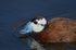 White-headed Duck