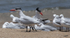 Caspian Tern