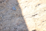 SBM_08400